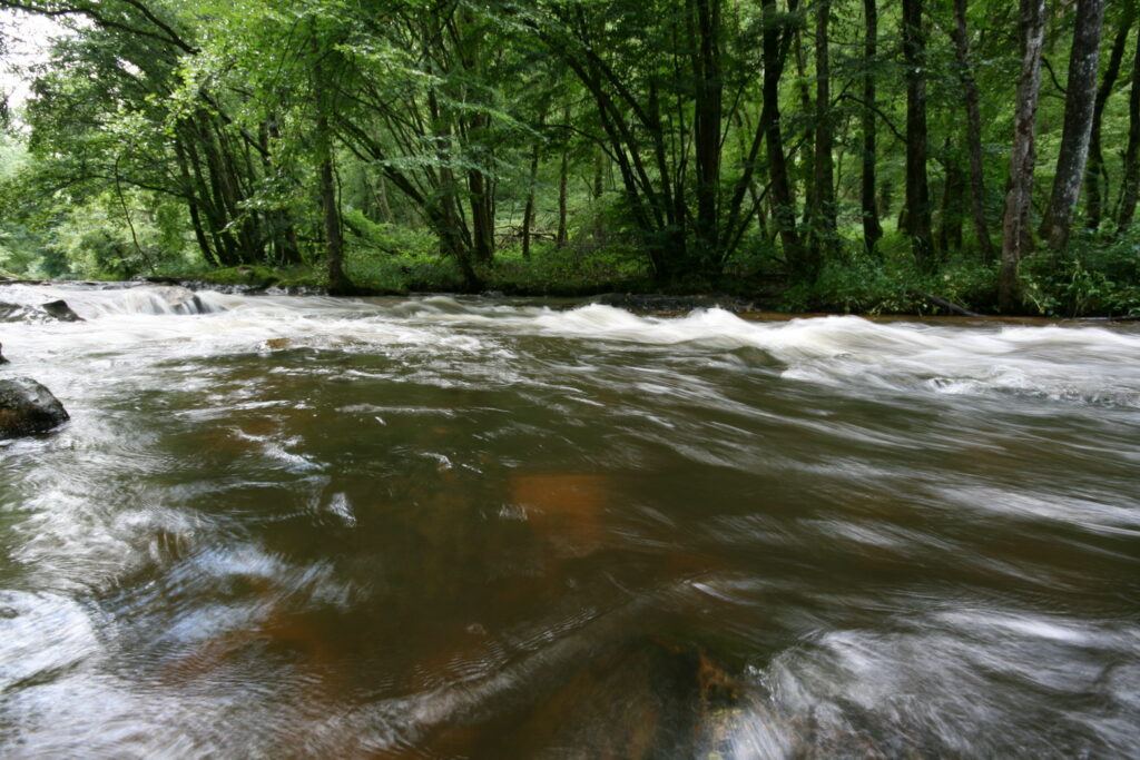 riviere truite fario cantal